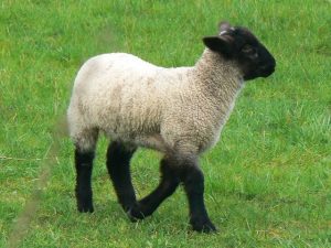 walking sheep