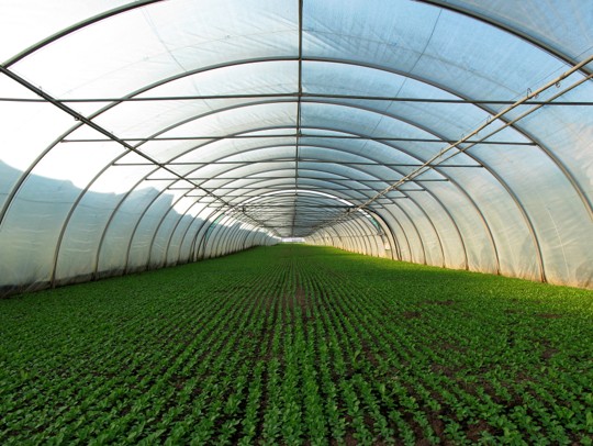 A wide interior view of a large dome‑shaped greenhouse filled with rows of lush green plants