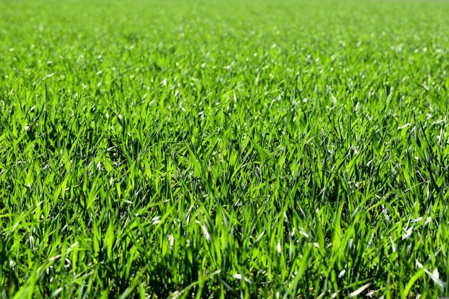 Close up photo of green grass.