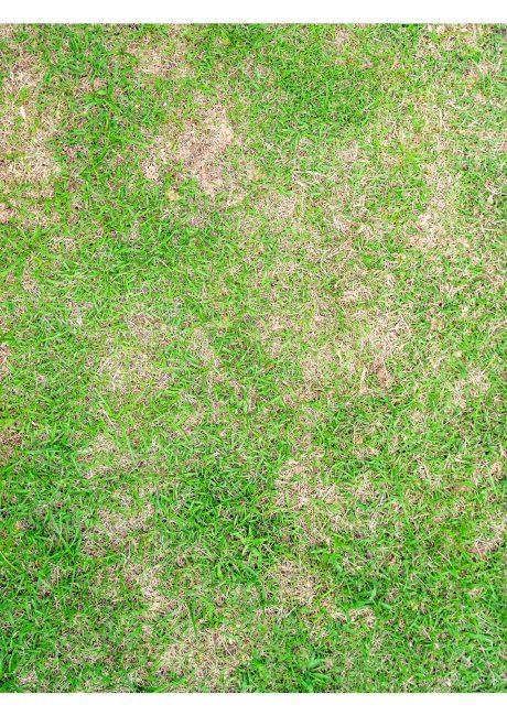 Close up photo of green grass with brown spots.