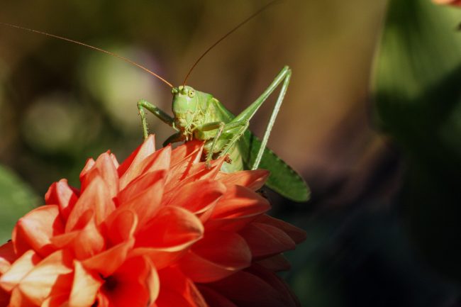 Close up photo of a green grasshopper sitting on an orange flower with a blurry background.