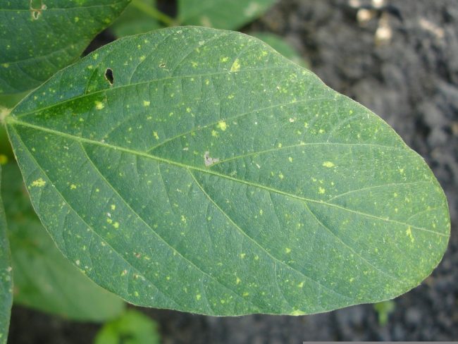 Close up photo of a green leaf with yellow spots.