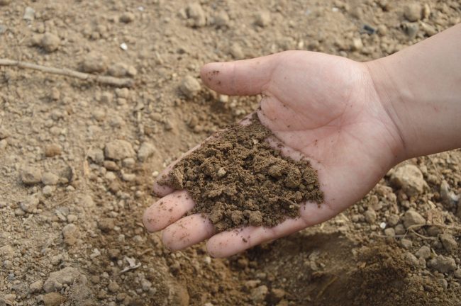 Close up photo of a hand holding dirt.