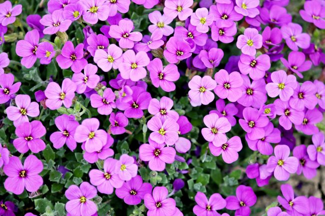 Close up photo of light purple flowers.