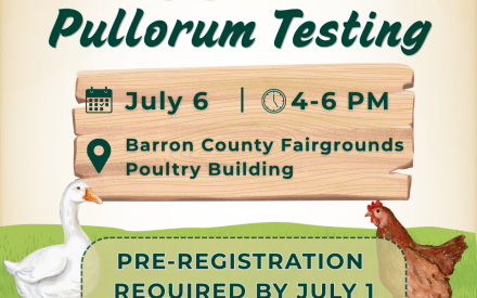 Poultry Pullorum Testing